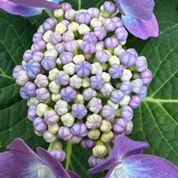 ガクアジサイ,紫陽花 アジサイ あじさい,庭の画像