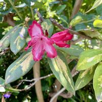 シバザクラ,シャクナゲ,ポピー,今日のお花,キュンキュン乙女倶楽部の画像