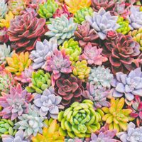 多肉植物,水やり,リエール,潤い育成法の画像