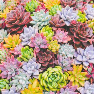 多肉植物,水やり,リエール,潤い育成法の画像