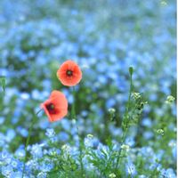 ヒナゲシ,レウィシア,お散歩,花のある暮らし,ひたち海浜公園の画像