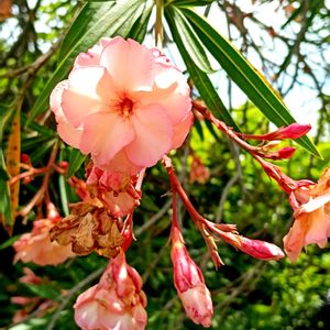 ニンニクの花,ハマユウ,夾竹桃,夾竹桃,夾竹桃の画像