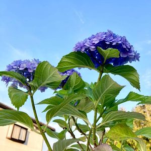 可愛い〜♡,季節の花,咲きました,とってもキレイ♡,キュンキュン乙女倶楽部の画像