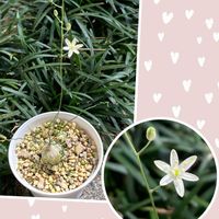 オーニソガラム トルツオスム,開花,多肉植物のある暮らし,繋がりに感謝✨,多肉植物は癒し(๑˃̵ᴗ˂̵)♡の画像