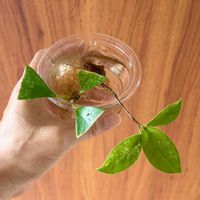 ガジュマル,ガジュマル,水耕栽培,揷し木の画像