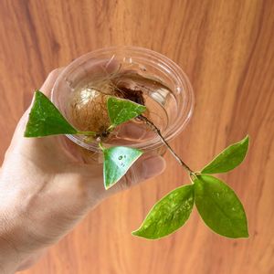ガジュマル,ガジュマル,水耕栽培,揷し木の画像