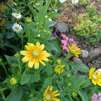 芝生,可愛い,癒される,花のある暮らし,綺麗の画像