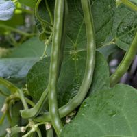インゲンマメ,インゲン,インゲン豆,つるありインゲン,マメ科の画像