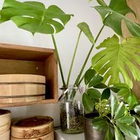モンステラ,カポック,モンステラ デリシオーサ,観葉植物,水耕栽培の画像