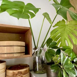 モンステラ,カポック,モンステラ デリシオーサ,観葉植物,水耕栽培の画像
