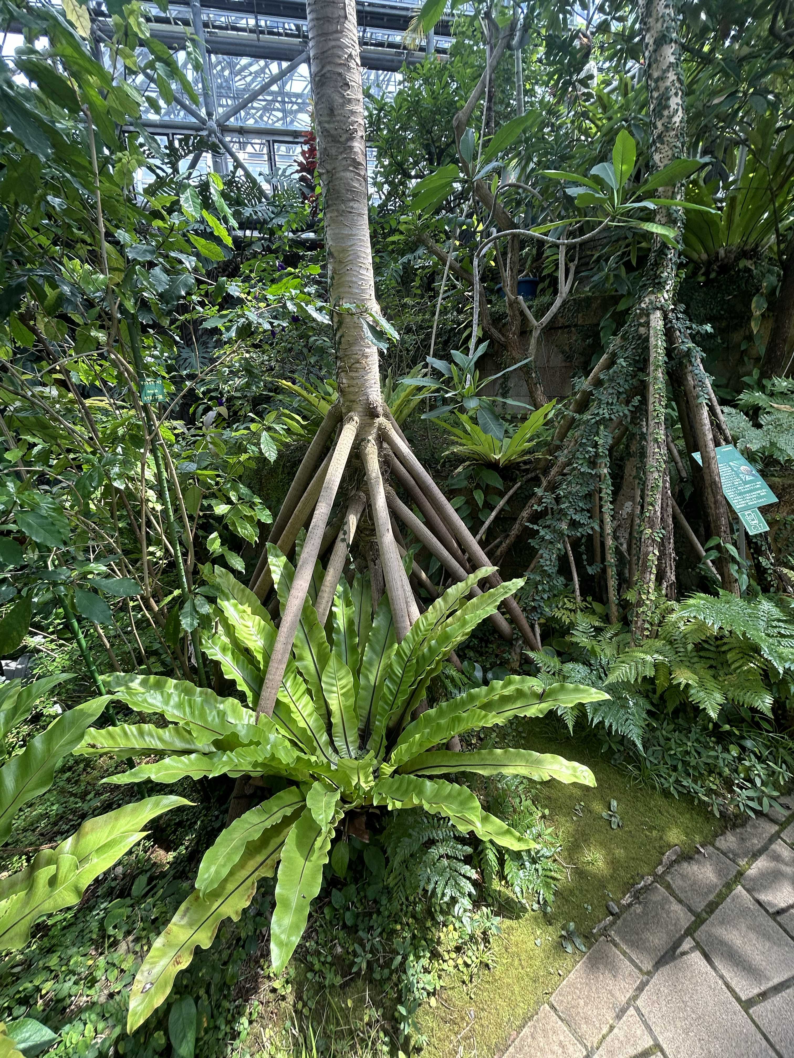 オオタニワタリ(アスプレニウム)の育て方｜観葉植物として長く楽しむ