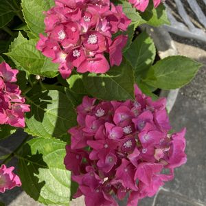 ハイドランジア レディマタハリ,ハイドランジア レディマタハリ,鉢植え,ピンクの花,我が家の紫陽花の画像