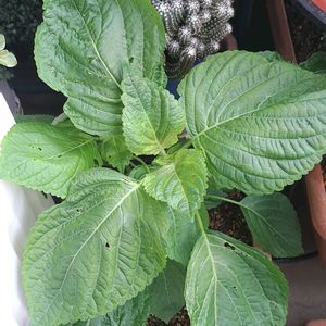 エゴマ,自家製野菜,植物男子ベランダー,ベランダの画像