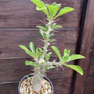 パキポディウム,パキポディウム・レアリー,多肉植物,塊根植物,コーデックスの画像