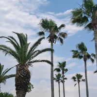 トベラ,トベラ,トベラ,フェニックス,アメリカデイゴの画像