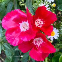 ゴデチア,花のある暮らし,お散歩写真,お花が好き♡,綺麗なお花の画像