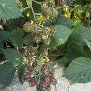 ブラックベリー,ブラックベリーの花,フェンス,庭の画像