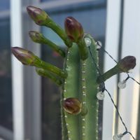 鉢植え,開花,サボテンの花,庭の画像