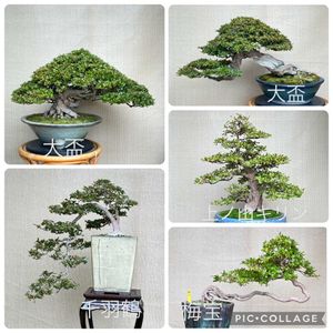 盆栽,サツキ盆栽,剪定の画像
