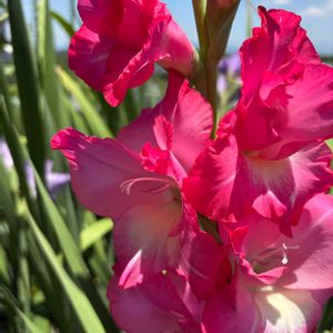 鉢植え,我が家,畑の画像