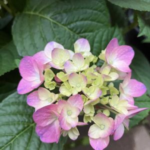 アジサイ,アジサイ・アメリア,紫陽花 アジサイ あじさい,花のある暮らし,緑のある暮らしの画像