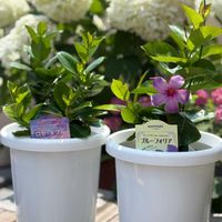 サンパラソル,花と生きるサントリー,先輩サンフラアンバサダーの画像