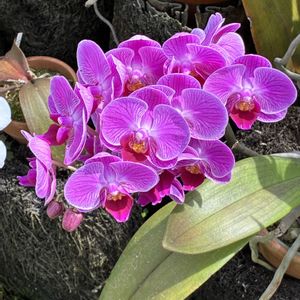 花のある暮らし,テラス,お出かけ先の画像