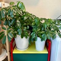 シェフレラ,カポック,観葉植物,インテリアグリーン,緑は癒しの画像