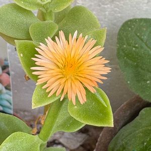 紫陽花,ラグランジアクリスタルヴェール2,いつもありがとう♡,花のある暮らし,GSに感謝。の画像