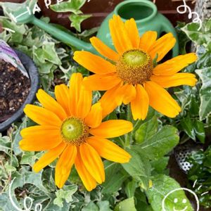 花のある暮らし,緑のある暮らし,いつも笑顔で〜〜♡,土曜日の朝,GS皆様ありがとうの画像