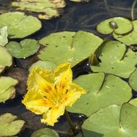 スイレン,アサザ,アサザ,コウホネ,大名庭園の画像