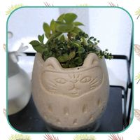 火祭り,新玉つづり,アーモンドネックレス,クラッスラ白妙,キッチンの画像