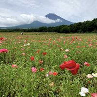 ヒナゲシ,桃のパフェ,富士山,iPhone撮影,河口湖オルゴールの森の画像