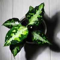 アグラオネマ,アグラオネマ ピクタム トリカラー,アグラオネマピクタム  ニルバーシュ,DRYピクタム,観葉植物の画像