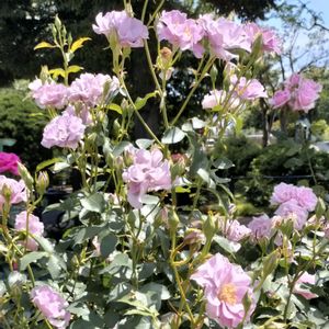 バラ,薔薇 トワイライトヨコハマ,港の見える丘公園,青い花マニア,ガーデンネックレス横浜の画像