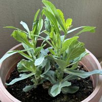 キャベツ,キャベツの芯から,自家製野菜,ベランダ栽培,家庭菜園の画像
