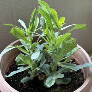キャベツ,キャベツの芯から,自家製野菜,ベランダ栽培,家庭菜園の画像