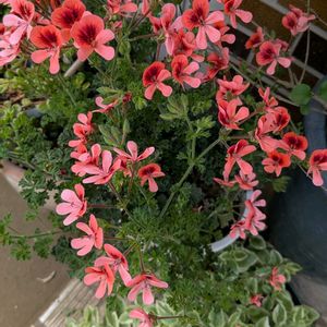 花木,植木鉢,花いろいろ,バラと夢CLUB,おうち園芸の画像