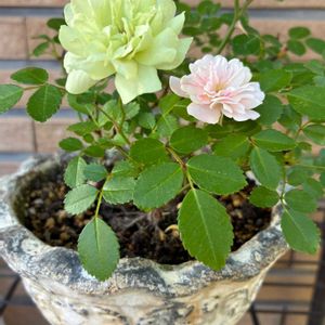 ミニバラ,グリーンアイス,ばら バラ 薔薇の画像