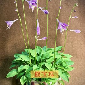 ギボウシ,アデニウム アラビカム,盆栽,多肉植物,小品盆栽の画像