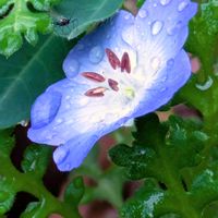 ネモフィラ,ネモフィラ,小さな花壇,花のある暮らし,植物好きの画像