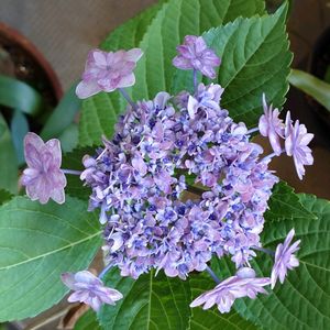 紫陽花 ダンスパーティー,ダンスパーティー,鉢植,ベランダの画像