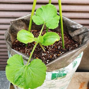 ズッキーニ,ズッキーニ,自家製野菜,夏野菜,植中毒の画像