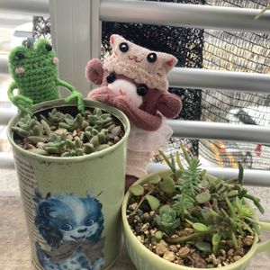 ベランダー,多肉女子,GS植物うちなーぐち会,まつぴよさんｿｯｸｽﾌｧﾐﾘｰ♥️,毎月13日と14日は葉挿しの日の画像