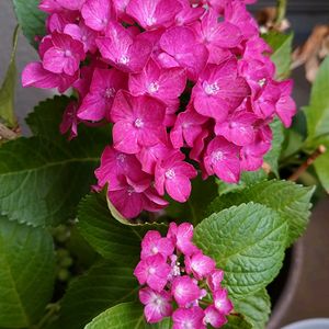 紫陽花 赤,紫陽花 赤,鉢植,ベランダの画像