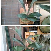 ガジュマル,コウモリラン,ビカクシダ ビフルカツム,キクラゲ,観葉植物の画像