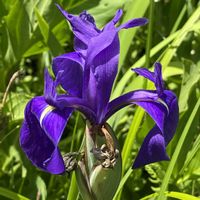 カキツバタ,山野草の画像