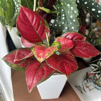 アグラオネマ,アグラオネマ,アグラオネマ ビューティー,アグラオネマ ビューティー,観葉植物の画像