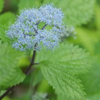 ユスラウメ,コアジサイ,植物園,山野草,野草の画像