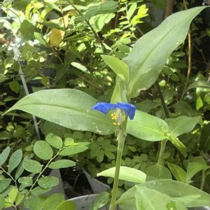 露草,一九献上 和堂,"予期せずに咲いてくれたよ露草や",一句献上　和堂,季節の花華シリーズ　和堂の画像